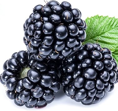 100 Nutritious Pre-stratified Jumbo Thornless BlackBerry Seeds Perennial Juicy Sweet Healthy Fast-Growing Fruit Survival Gear Food Seeds