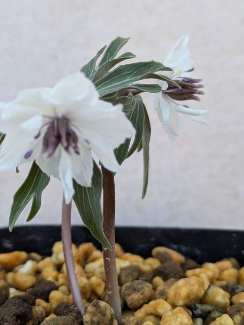 士郎正宗GALGREAS006 GALHOUND 2nd No.37～45 Galgrease, 2nd