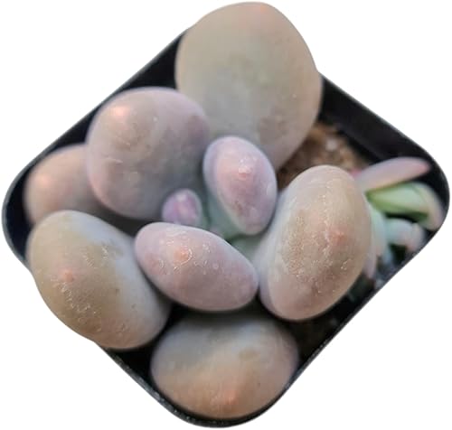 Vista 4 de Plantas suculentas vivas (maceta de 2 pulgadas Echeveria Lovely Rose)