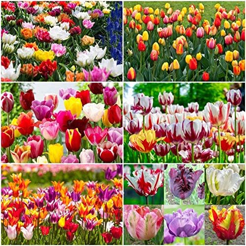 100: Tulip 'Mixed Varieties' Tulip Bulbs Spring Flowering Bulbs Perennials: Seeds : Seeds in The Packet - 1