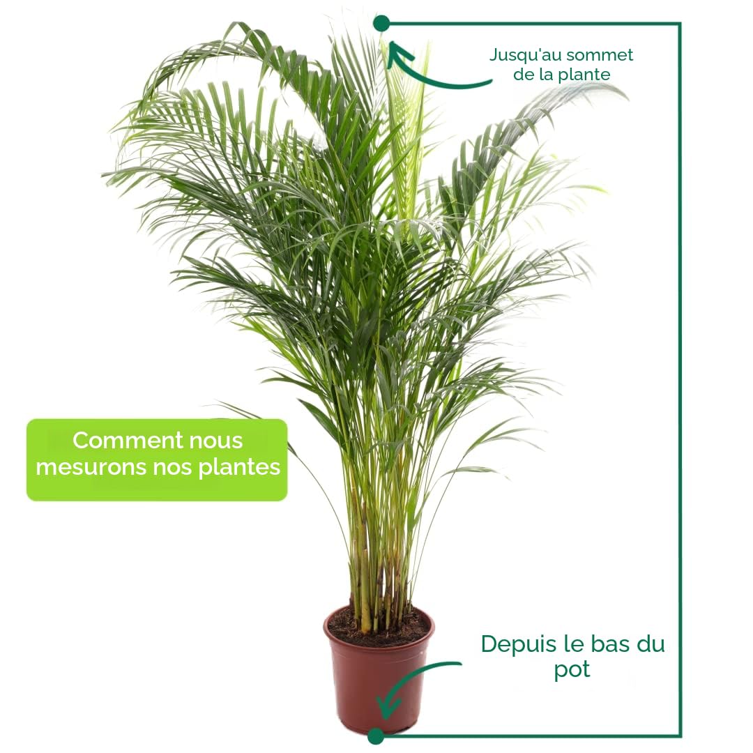 Gardener's Dream Areca Palme (palmier à fruits dorés) Plantes d'intérieur à feuilles persistantes, grandes et authentiques, plantes avec pot de 90 à 100 cm.