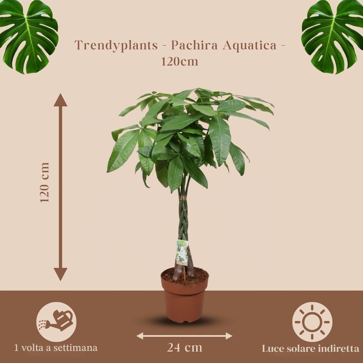 Trendyplants – Pachira Aquatica – Albero dei soldi – Pianta d'appartamento – Altezza 110 – 130 cm – Dimensioni vaso Ø 24 cm