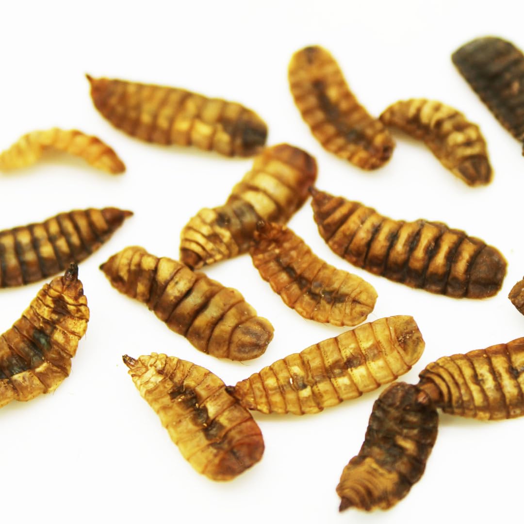Hermetia Soldier Fly Larvae Dried - alimento para Peces Ornamentales, Peces de Estanque, Aves Ornamentales, Reptiles (10,0kg)