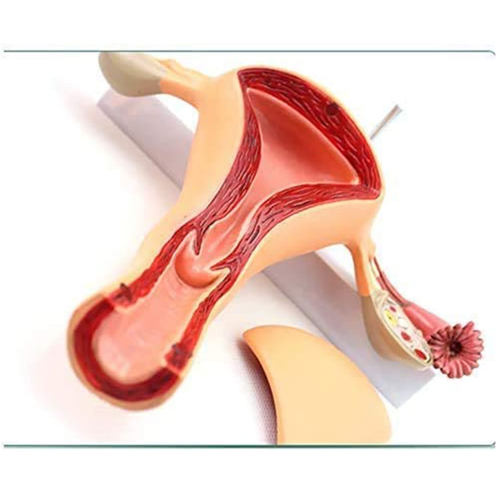 anatomisches Modell, Anatomisches Modell des Gebärmutter-Ovars, Modell Medizinische Lehren, fortgeschrittene mütterliche Struktursimulation für medizinische