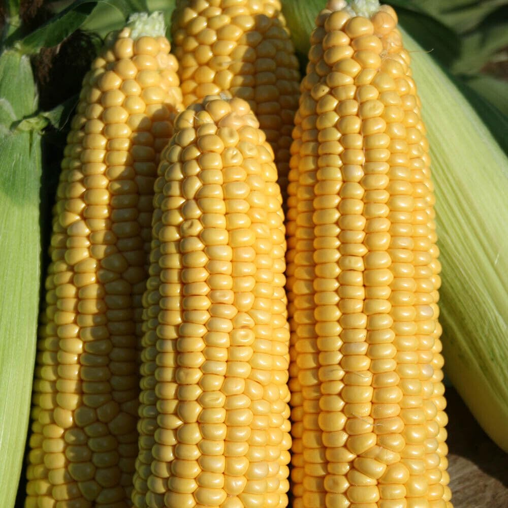Buy4seeds Sweetcorn Earliking 50 Seeds - Early cropping Variety Easy to Grow