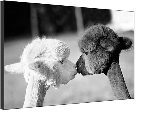 Miniatura 2 de Wall Art Canvas Print Cute Animal Two Kissing Alpacas Llamas Painting Picture and Poster Morden Artwork Home Decor for Living Room (Framed,60x90 cm)