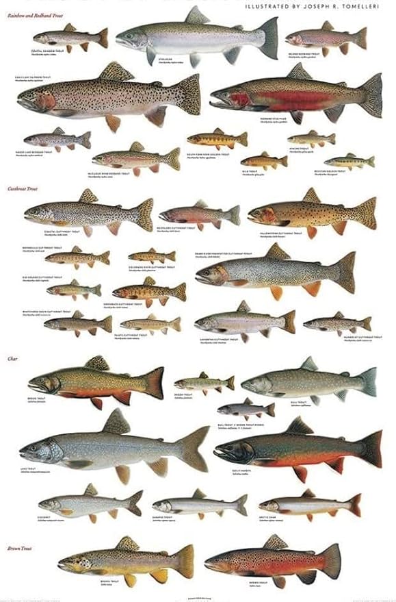 Poster - Trout of North America by Joseph R. Tomelleri Fishing Rainbow Brook Cutthroat Steelhead Lake 24x36