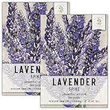 Seed Needs, Spike Lavender Seeds - 500 Heirloom Seeds for Planting Lavandula latifolia - Perennial Fragrant Medicinal Herb Non-GMO & Untreated (2 Packs)