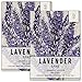 Seed Needs, Spike Lavender (Lavandula latifolia) 500 Seeds Non-GMO
