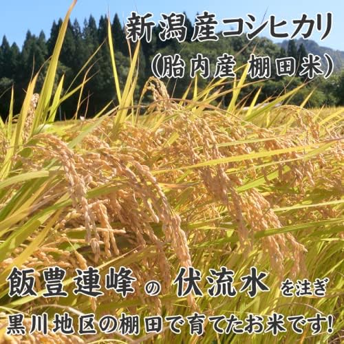 [専門学校生の仕送りに] 新潟産コシヒカリ 白米（精米） 10kg