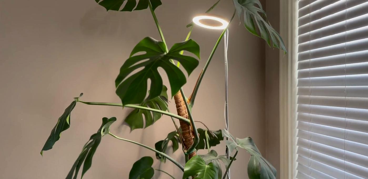 Amazon.com : Kullsinss Grow Lights for Indoor Plants, Full Spectrum Plant  Grow Light with 6/12/16H Timer, 3 Color Modes, 5 Brightness, 10"-65" Height  Adjustable Growing Lamp for Large Indoor Plants (2 Pack) :