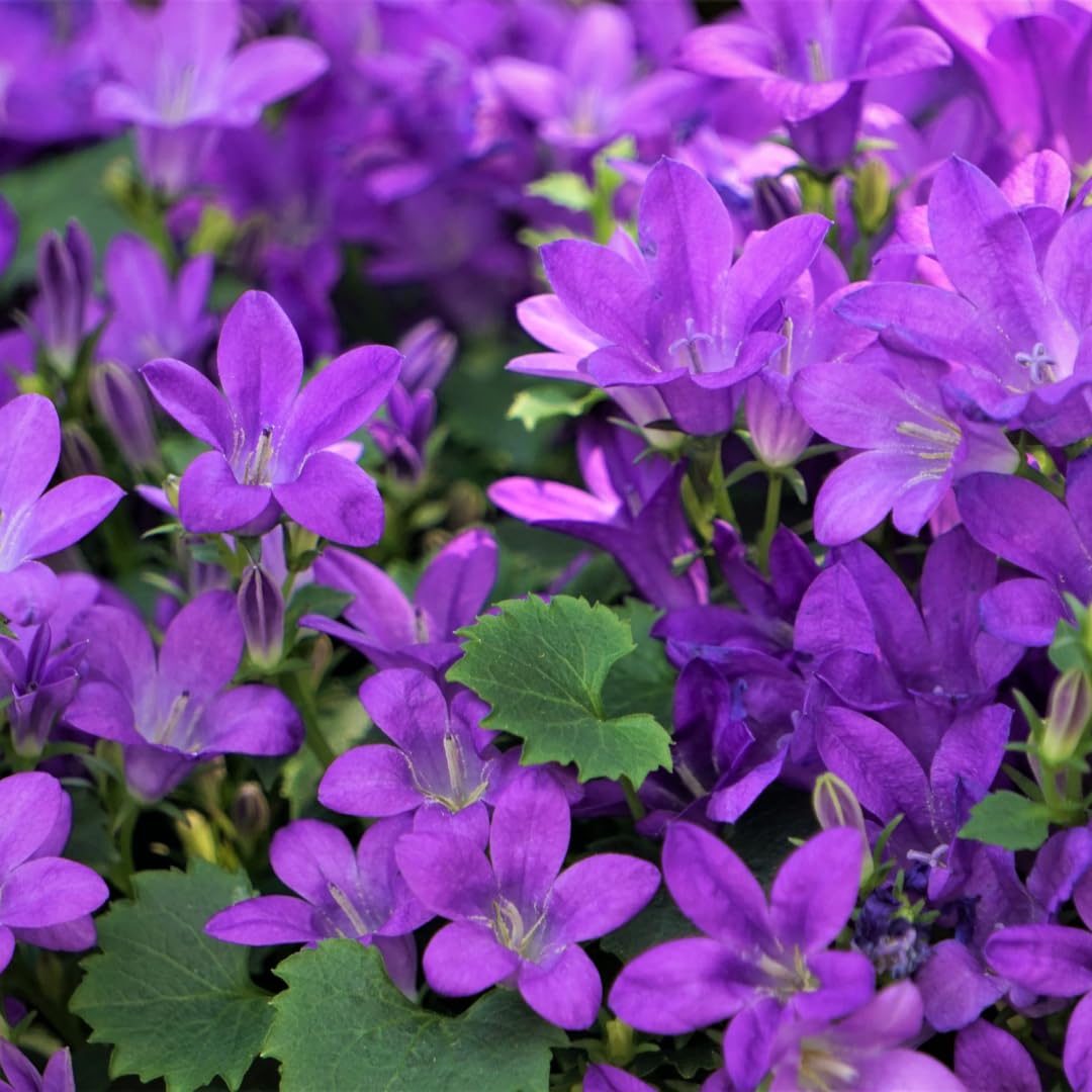 Campanula Portenschlagiana Perenne, da Giardino, Viola, Set 60 Vaso 9cm