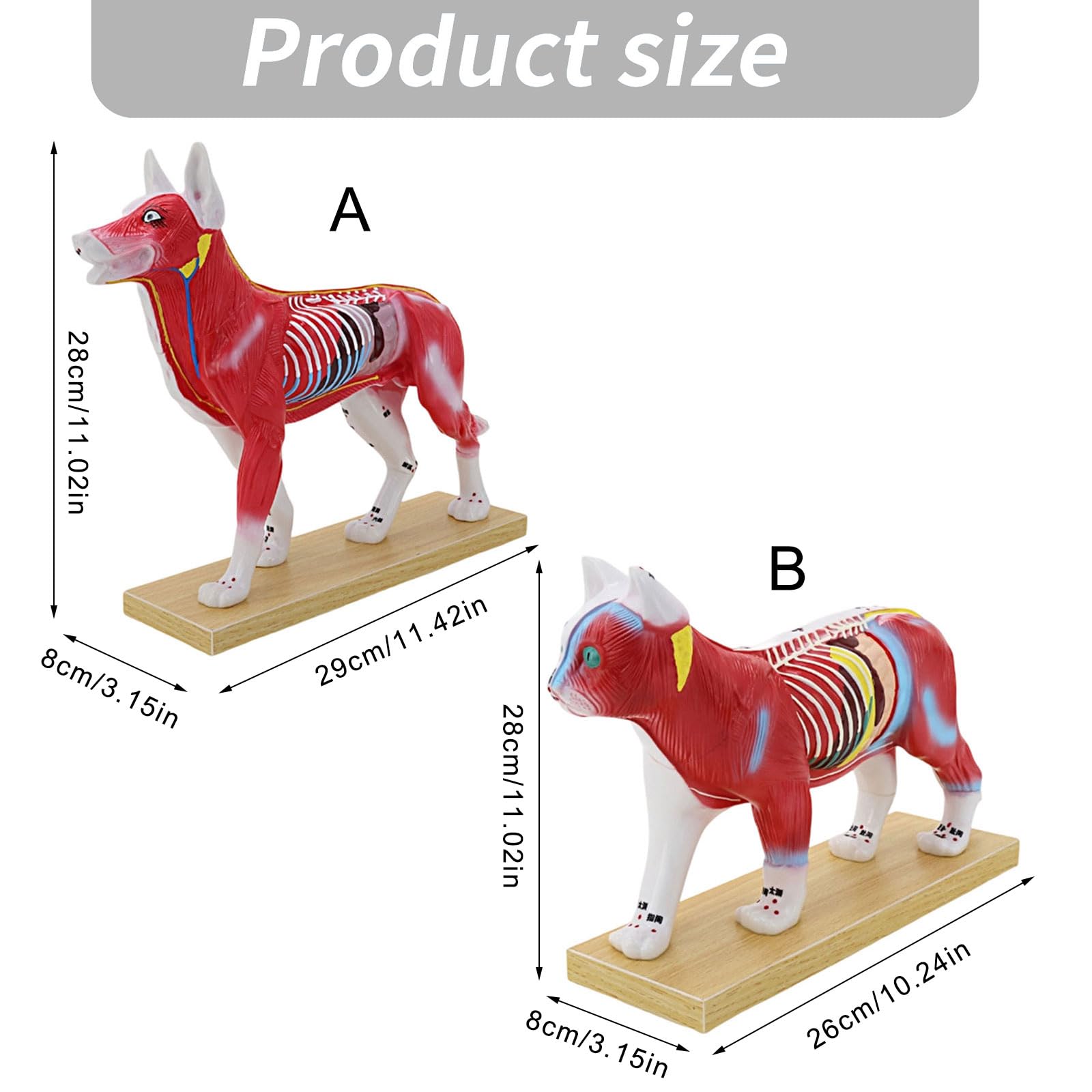 Herramienta de enseñanza veterinaria Modelo anatómico de punto de acupuntura felino canino con puntos meridianos marcados para entrenamiento clínico Modelo de práctica de punción para mascotas