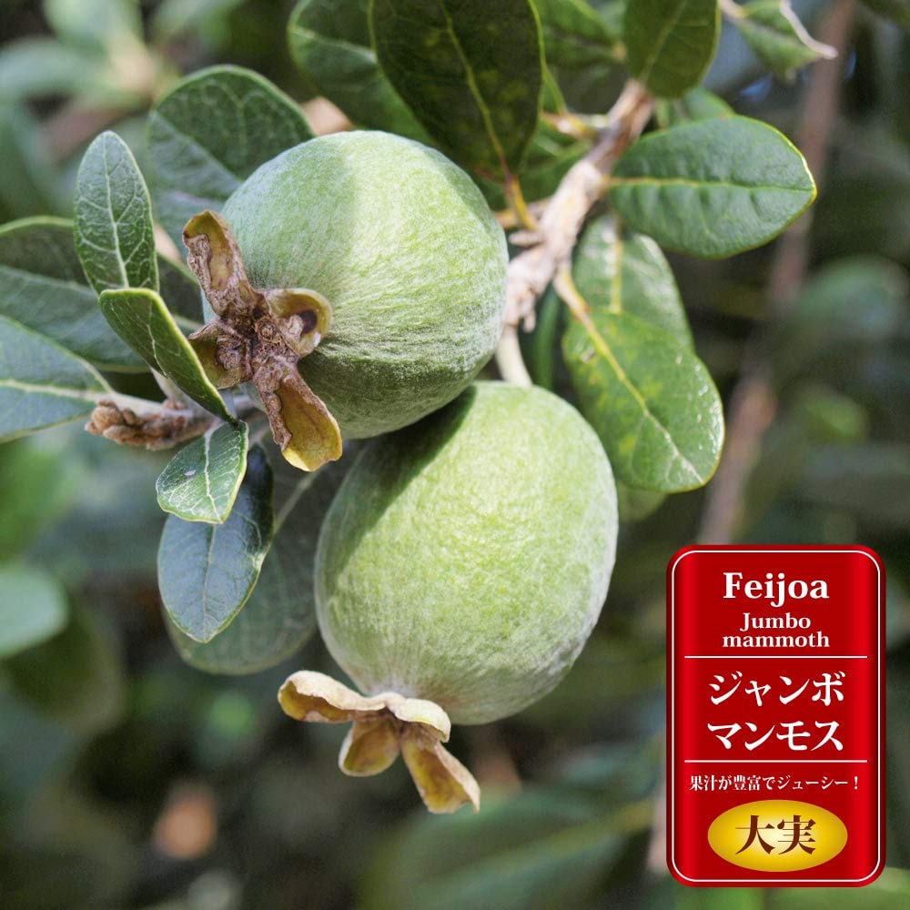 Amazon.co.jp: フェイジョア 苗 【ジャンボマンモス】 3年生接木大苗