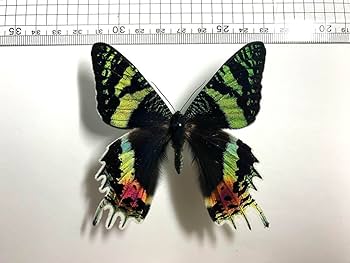 美品！　セクロピアサン　メス　蛾　標本 美品！ セクロピアサン メス 蛾 標本 セクロピアサン 蛾の標本 額入り