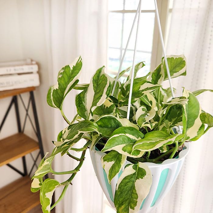 Amazon｜観葉植物 ポトス エンジョイ 5号 吊り鉢 吊り下げ ハンギング