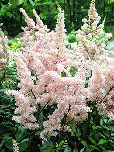 Astilbe Peach Blossom(2 Plant/Root) partial sun to shade garden ,dark foliage …