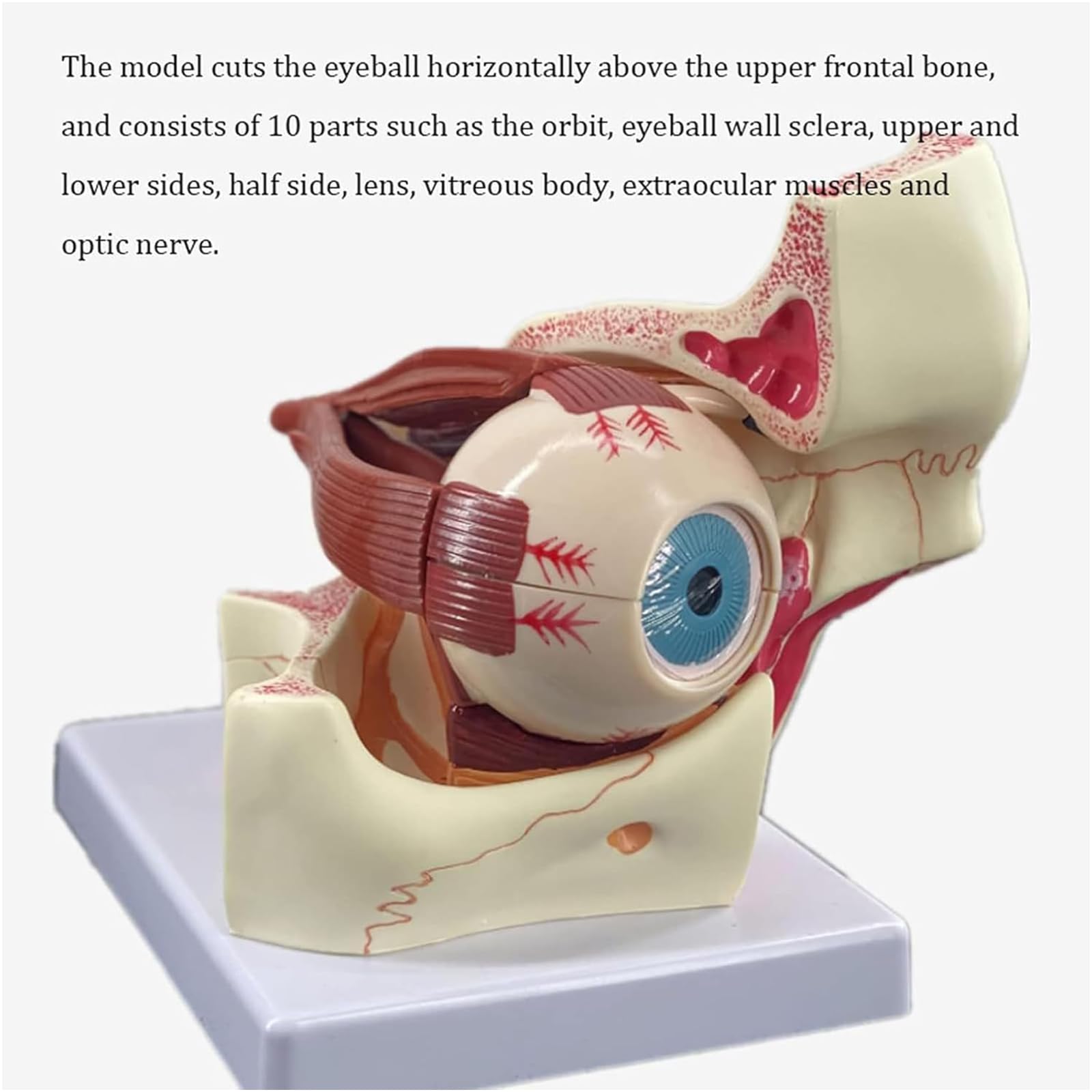 Model anatomiczny z powiększoną gałką oczną 3-krotnie ludzką gałką oczną i oczodołem ocznym model nerwu wzrokowego i mięśni medyczny model szkieletu ludzkiej gałki ocznej i oczodołu ocznego