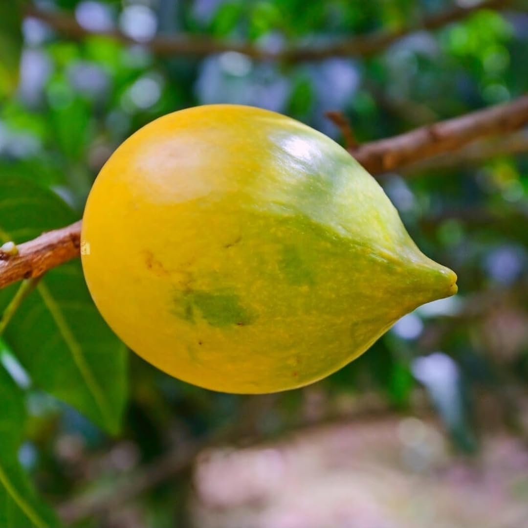 M-Tech Gardens Brazilian Abiu Fruit Plant (Sweet Nipple Abiu, Hybrid) Pouteria caimito Exotic 1 Live Fruit Seedling Plant