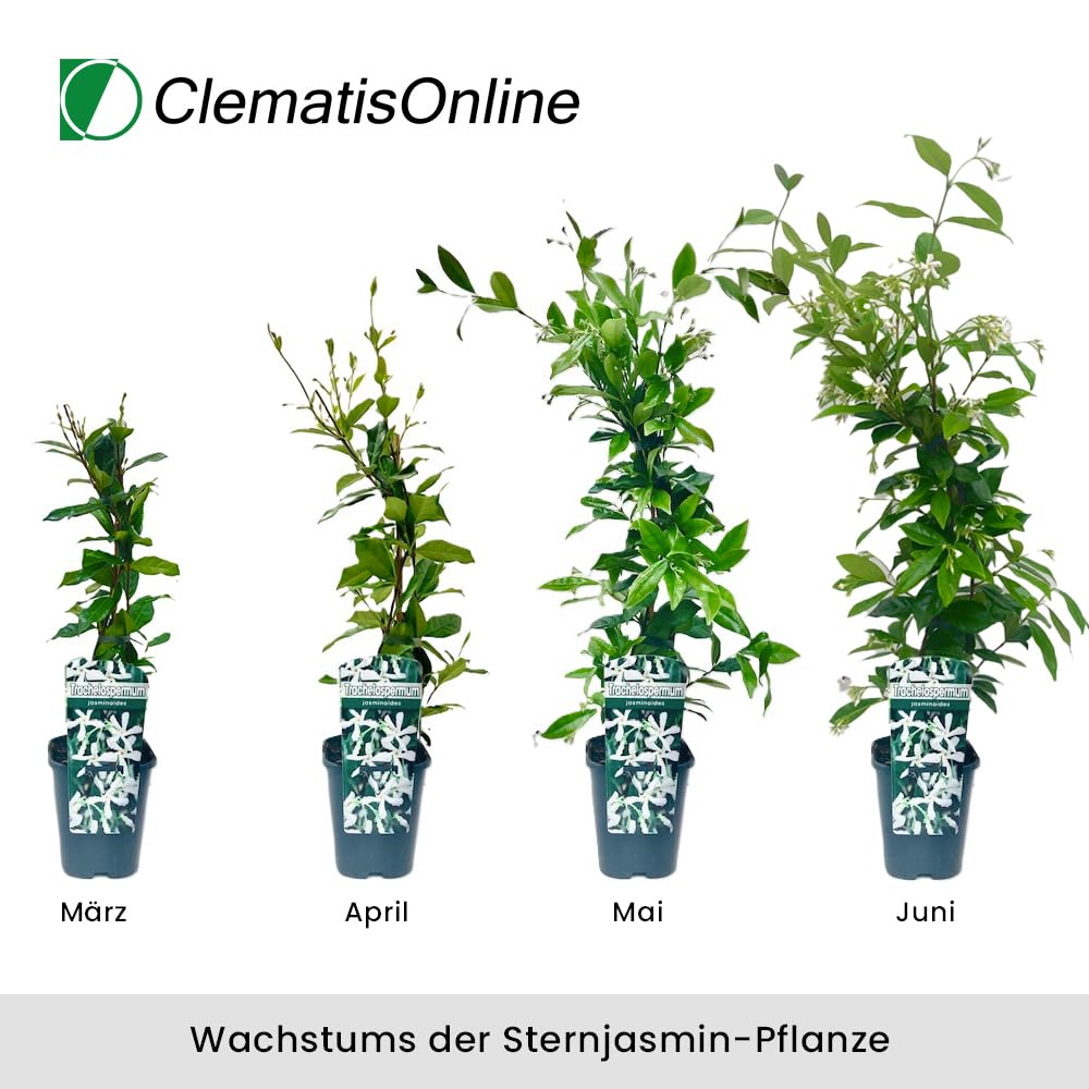 Clematis Weiß/Gelb/Rosa- Sterjasmin Weiß/Gelb-Apple Blossom-Early Sensation | Immergrün & Winterhart - Klematis mix - Jasmin Duftend - Kletterpflanzen | 4 x 1,5 Liter Töpfe