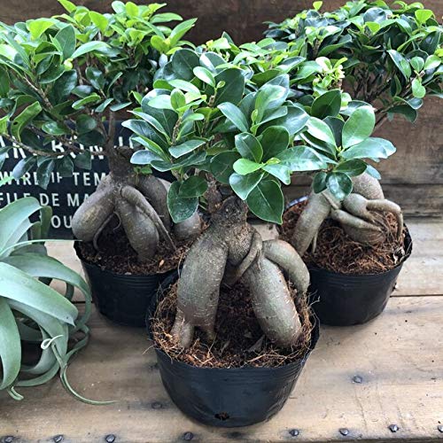 Amazon｜大サイズ ガジュマル 5号 立派 精霊が宿る木 観葉植物
