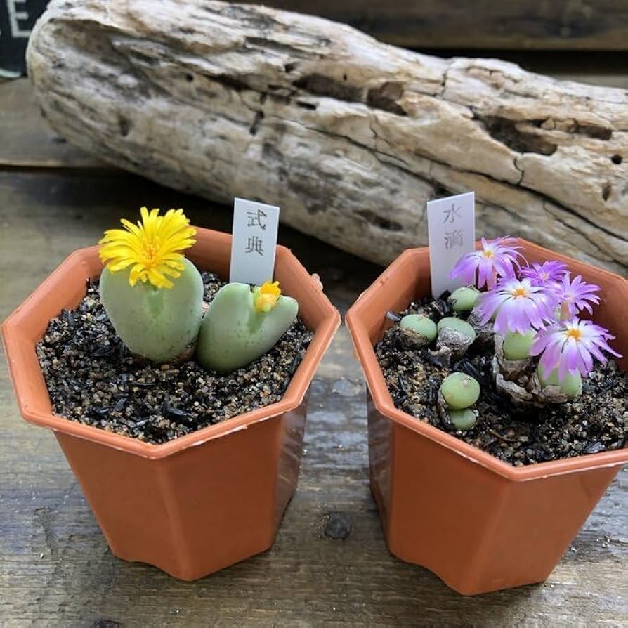 ぷりんの植肉植物 多肉植物 プリドニス 錦 根付きボーボー 抜き苗 多肉