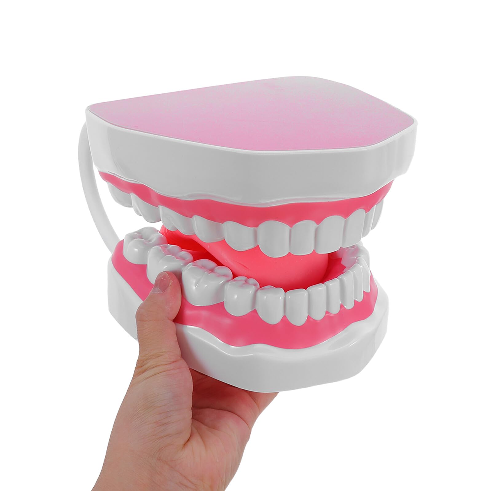 Modello di Denti Adulto in Plastica PVC 6X Ingrandito per Formazione Igiene Orale Didattica con Supporto Portatile per Scuole Cliniche e Studio Odontoiatrico