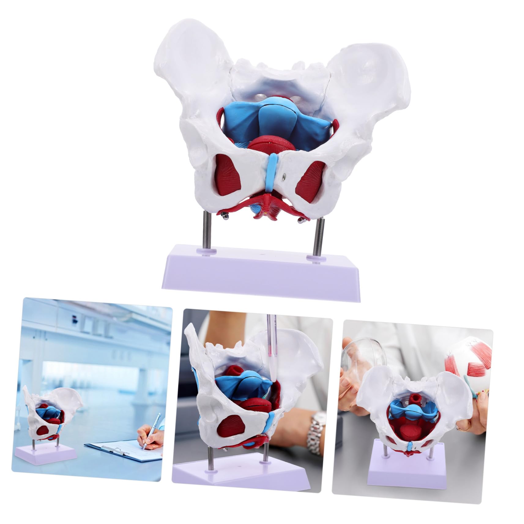 Modello Pelvico Femminile in Pvc Separabile, Modello Anatomico Muscolare del Pavimento Pelvico per Insegnamento Medico e Dimostrazioni, Strumento Didattico Portatile per Scuole