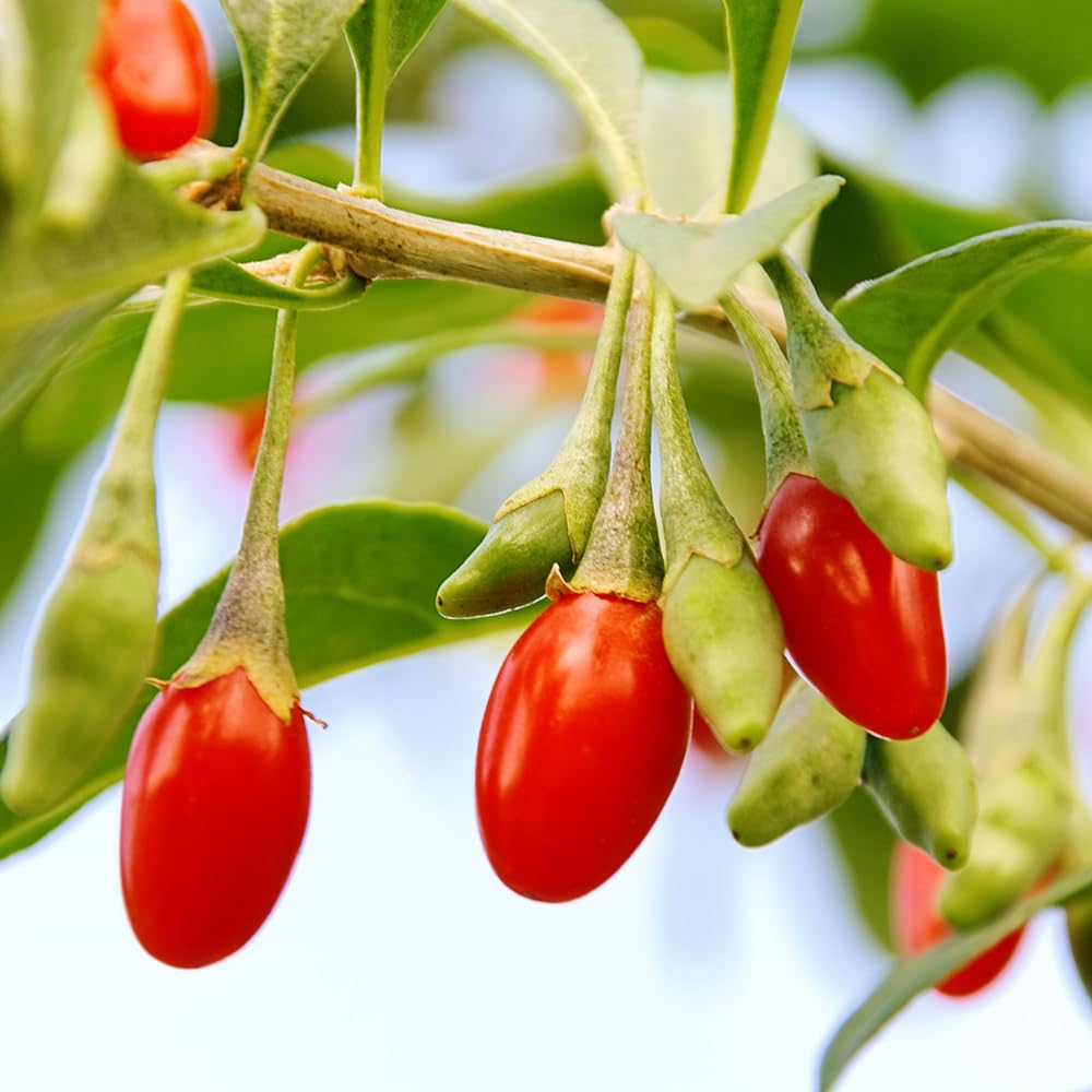 YouGarden Goji Berry 'Sweet Lifeberry', Lycium barbarum Plant, Grow Your Own, Established Plant in 9cm Pot