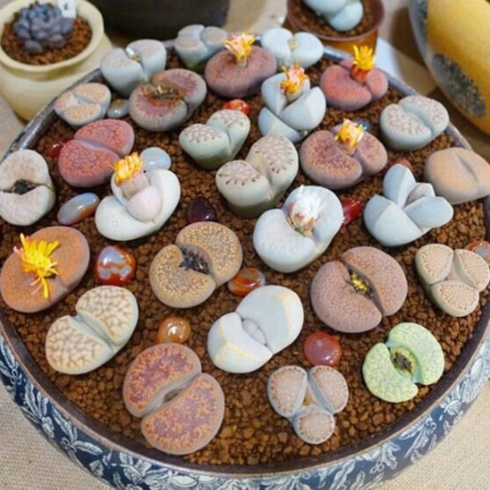 200 piezas Lithops Seeds Living Stones, planta suculenta Bonsai Garden Office Decor Semillas de Lithops