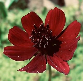 Chocolate Cosmos Black Magic Seeds Dark Mystical Chocolate Scented Flowers Cosmos Atrosanguineus Seed Count 5 Non-Hybrid,