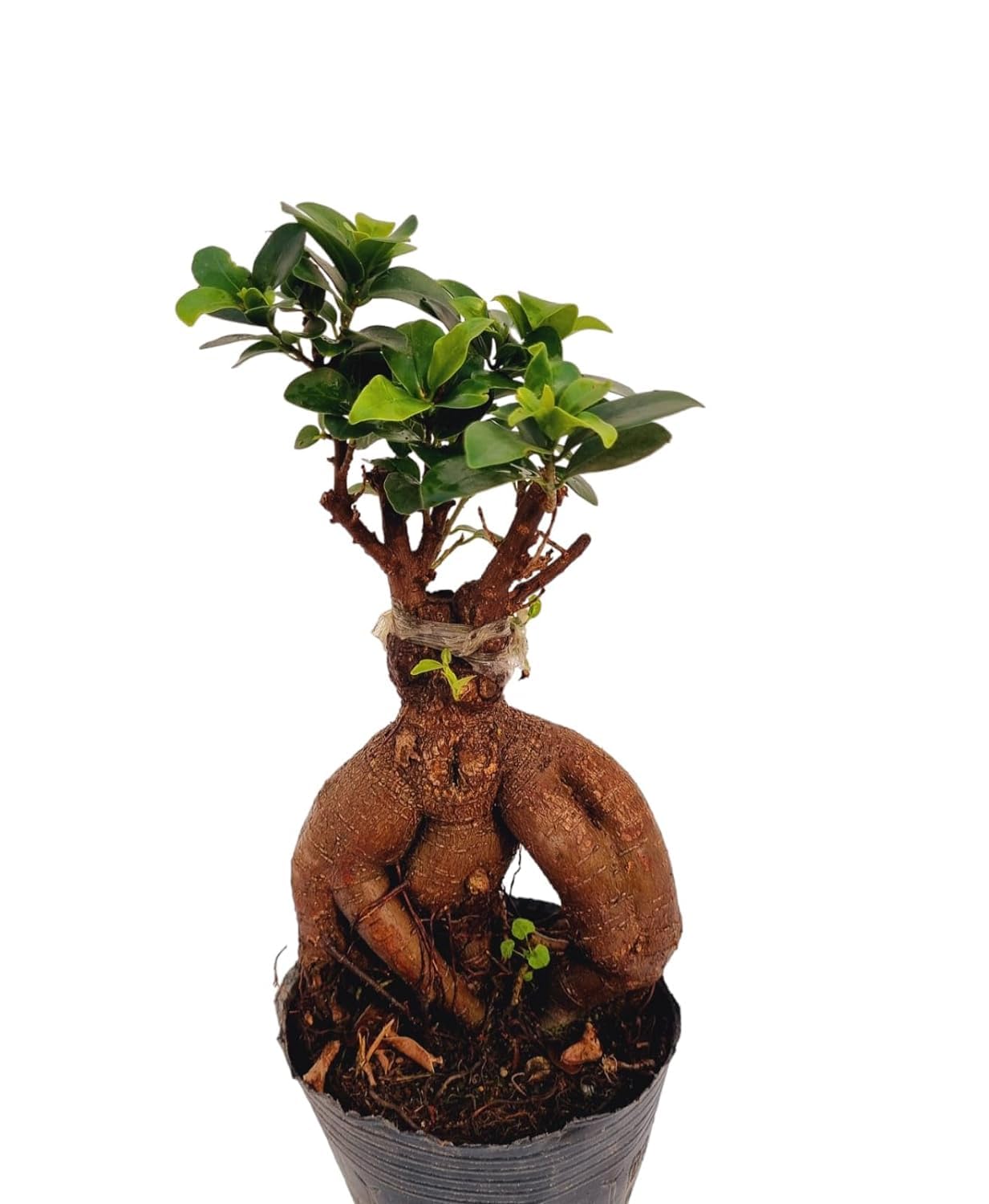 ARADHYA ENTERPRISES imported Ficus Ginseng Indoor and outdoor Bonsai Live Plant/Tree 7 Years Old plant (Pack of 1 Healthy Live Plant))-image-2