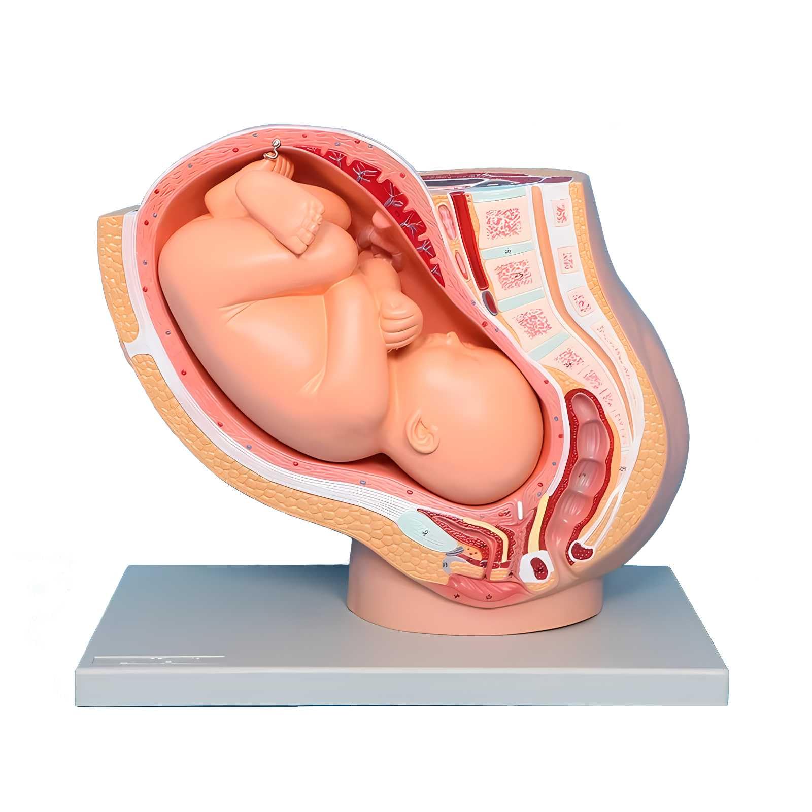 Modèle fœtal amovible de 9 mois AMITD à échelle 1/3 pour écoles de santé