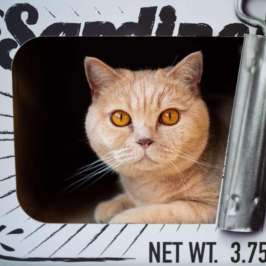 District 70 Sardine Arbre à Chat Carton Ondulé Blanc