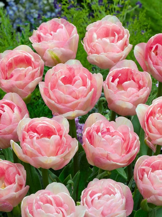 TULPEN Blumenzwiebeln Winterhart, Mehrjährige Osterglocken Zwiebeln aus Holland für Garten, Balkon, Beete & Töpfe. Sortenrein & Mischungen. Frisch, Trocken & Groß (50, Angelique)