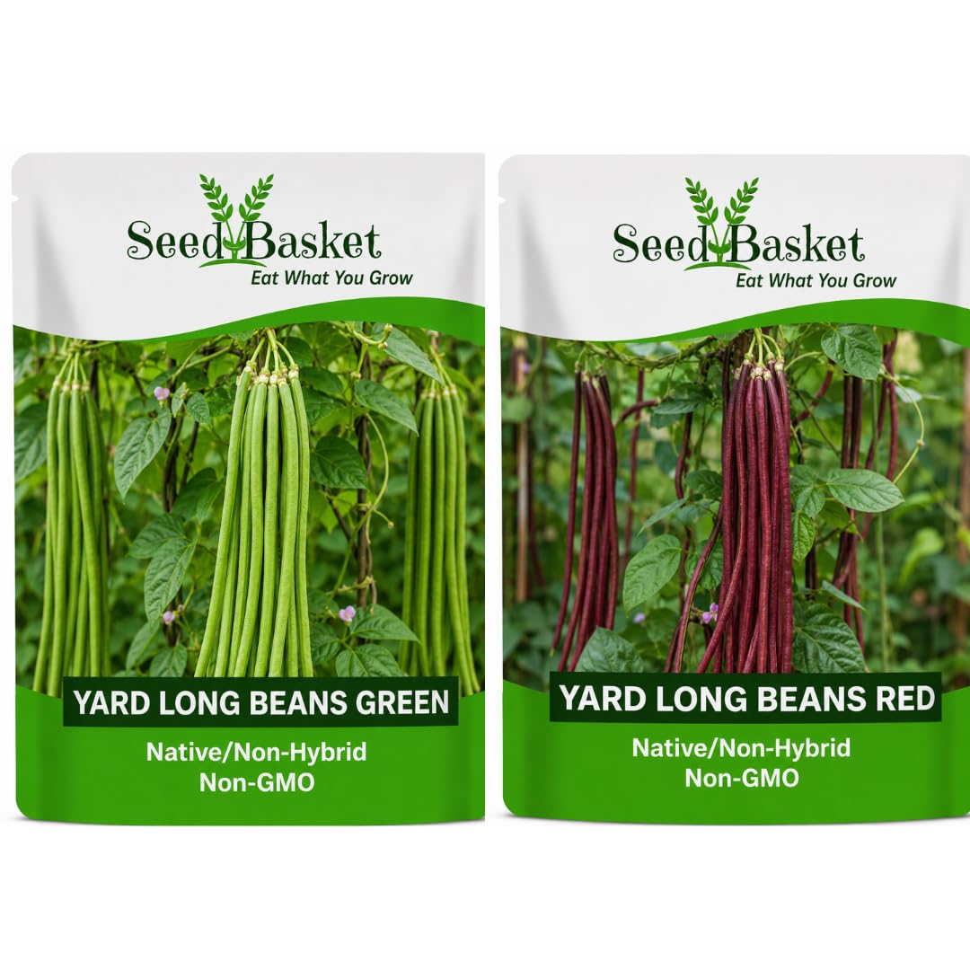 Seedbasket Yard Long Beans Green & Red Seeds Combo Pack of 2 (5g Each) | Native/Non-Hybrid | Non-GMO Vegetable Seeds | Long Bean Seeds for Home Gardening, Pots & Grow Bags-picture-30