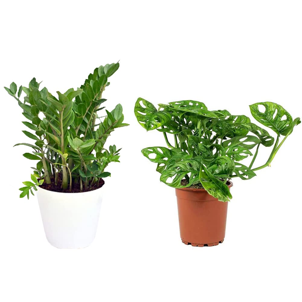CAPPL Combo of Air Purifying Live ZZ Plant and Monstera Indoor Plant with Plastic Pot for Home, Office, Living Room (2 Plants) (B0B45WXZHY) Amazon Price History, Amazon Price Tracker