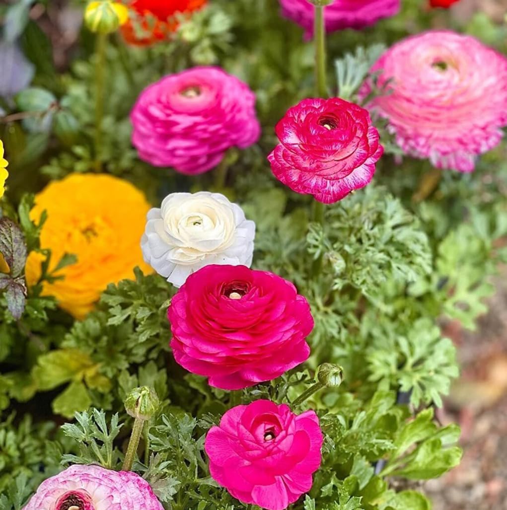 50PCS Mixed Color Ranunculus Bulbs Double Buttercups Spring Rose Bulb Wedding Flower Bulbs