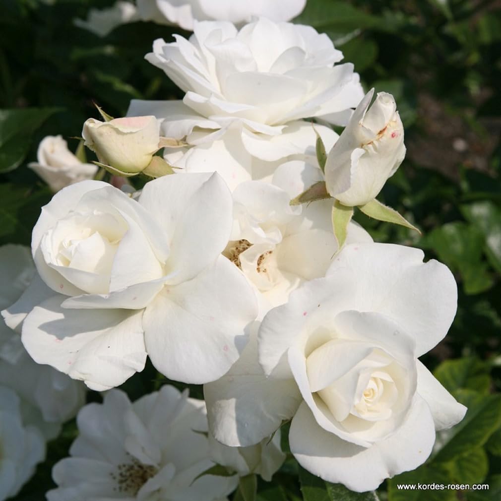 2 x Rose - Rosa 'Climbing Schneewittchen' Topf 25-30 cm - Die charmante Kletterrose mit immerwährenden weißen Blüten!