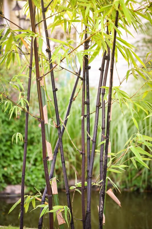 Mphmi Plant NCR Live Phyllostachys Nigra, Black Bamboo Plant Amazon.in Garden & Outdoors