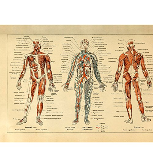 Meishe Art Vintage Poster Print Human Anatomy Reference Illustration Chart Diagram Layout Blood-Vascular