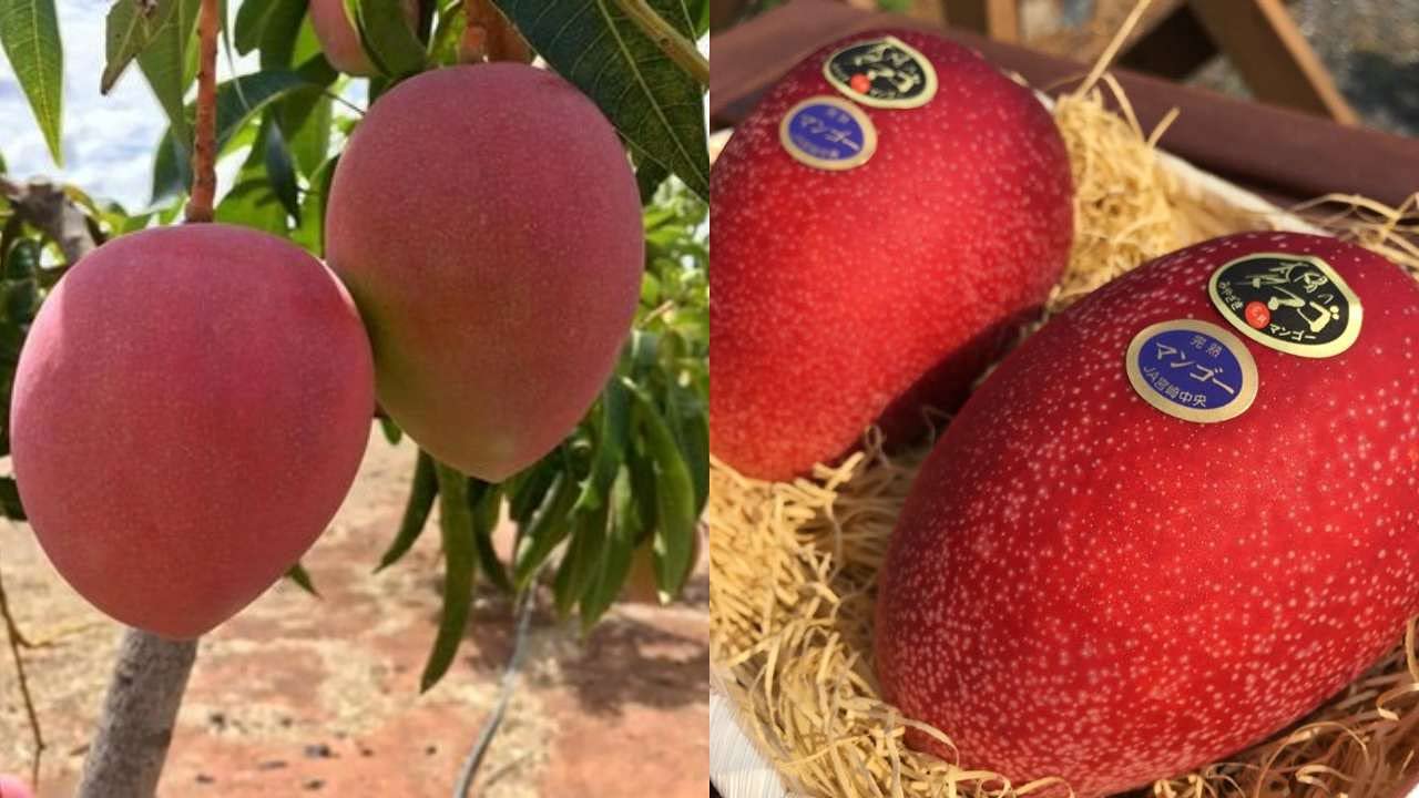 Dishita Go Green Live Miyazaki Mango Eggs of Sun Mango - Rare, Delicious, and Healthy Fruit Plant (B098XV3D1Y) Amazon Price History, Amazon Price Tracker