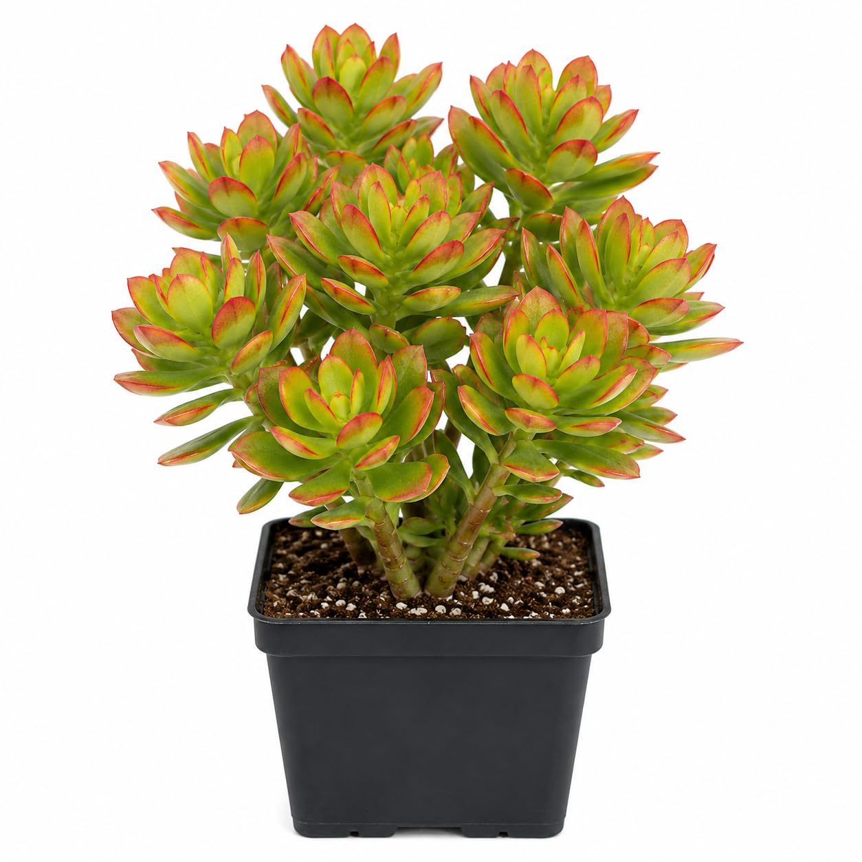 Avante Farm ORIGINAL KUBERAKSHI (CRASSULA OVATA) VASTU PLANT | JADE | LUCKY PLANT WITH POT | GOOD LUCK TREE | INDOOR LIVE PLANT-image-47