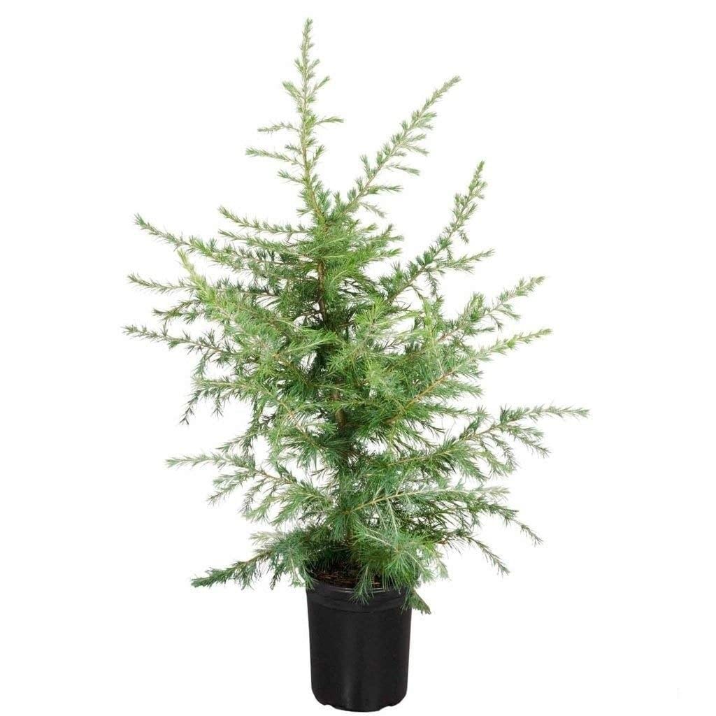 Oxygrow Bazar Cedar Live Plant/Himalayan Cedar/Dwarf Shrub/Evergreen Plant/Ornamental Tree/Bonsai Plant/Cedrela/Cedrus Plant/Live Indoor Outdoor/With Ayurvedic Properties (B09MCTYJHM) Amazon Price History, Amazon Price Tracker