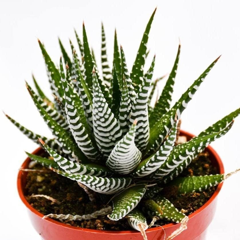 Miniatura 2 de Planta suculenta Haworthia viva  Suculenta Haworthia grande de 4 pulgadas (Haworthia Super White Zebra Plant)
