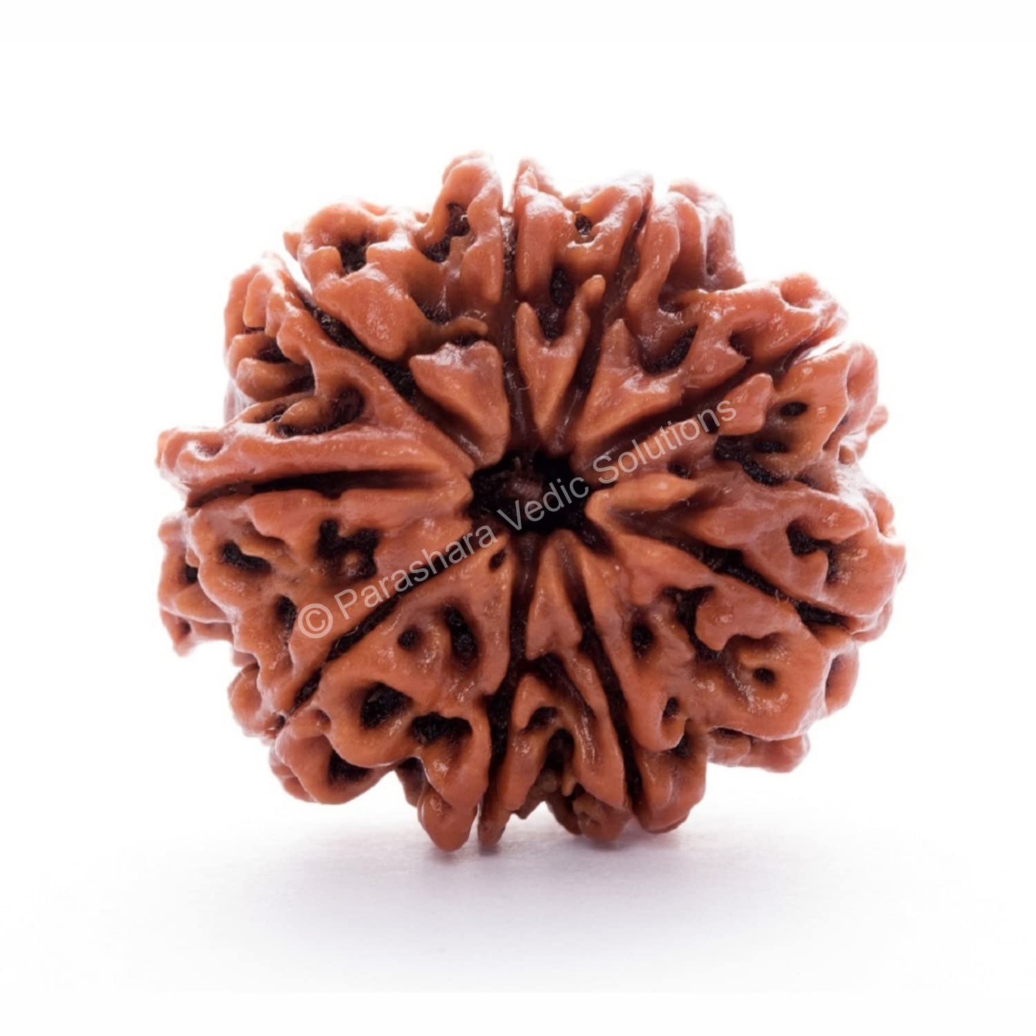 ARKAM Nine Mukhi Rudraksha Certified/Original Nepali 9 Mukhi Rudraksh/Natural 9 faced Rudraksha (Brown) with Certificate and Puja Instructions