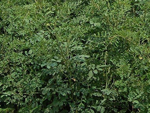 Polvo índigo para cabello y barba, negro 900 g miniatura 3