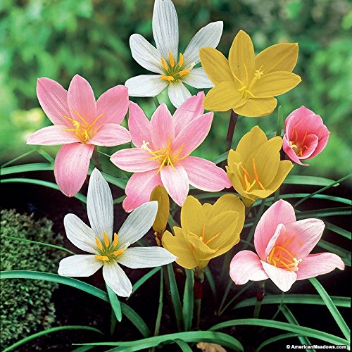 Rain Lily Bulbs Multicolour 100 bulbs By Zabbus-image-37