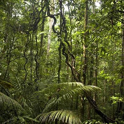 Le projet du B.1.3 Alliance Fran&ccedil;aise Campinas