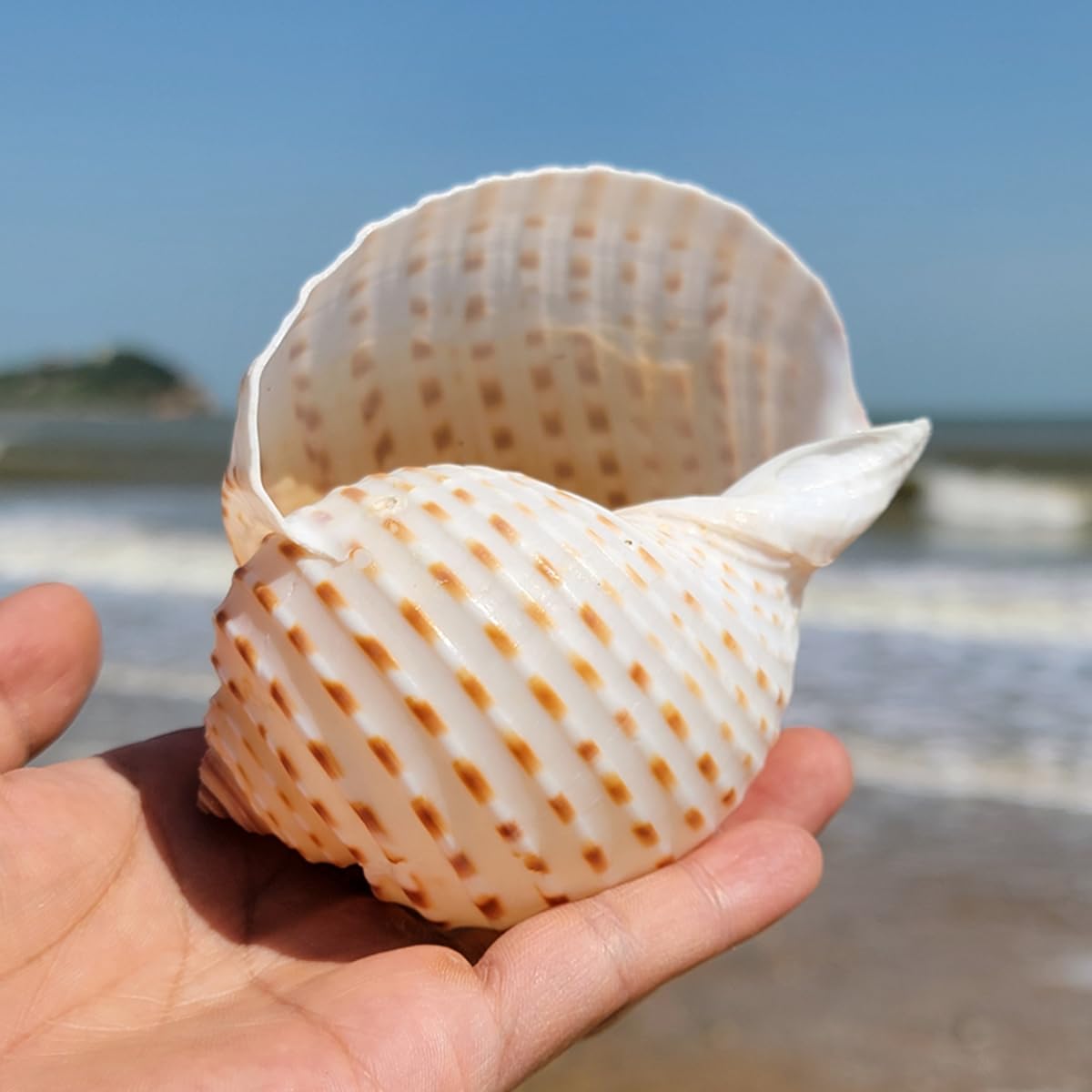 Muscheln, Gepunktete Muscheln, 1 Stück, große, seltene Meeresmuschel, 8–12 cm, perfekt for Heimdekorationen, Aquarien(10~12cm)